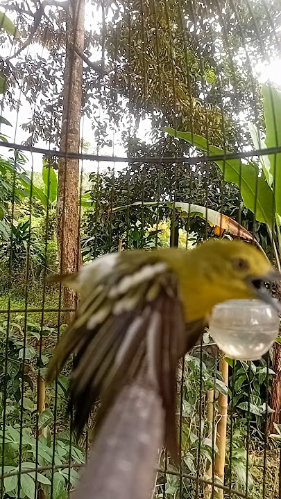 indahnya suara burung sirtu gacor #cipohgacor #cipohmania #kicaumania #burung #birds #cipohgacor