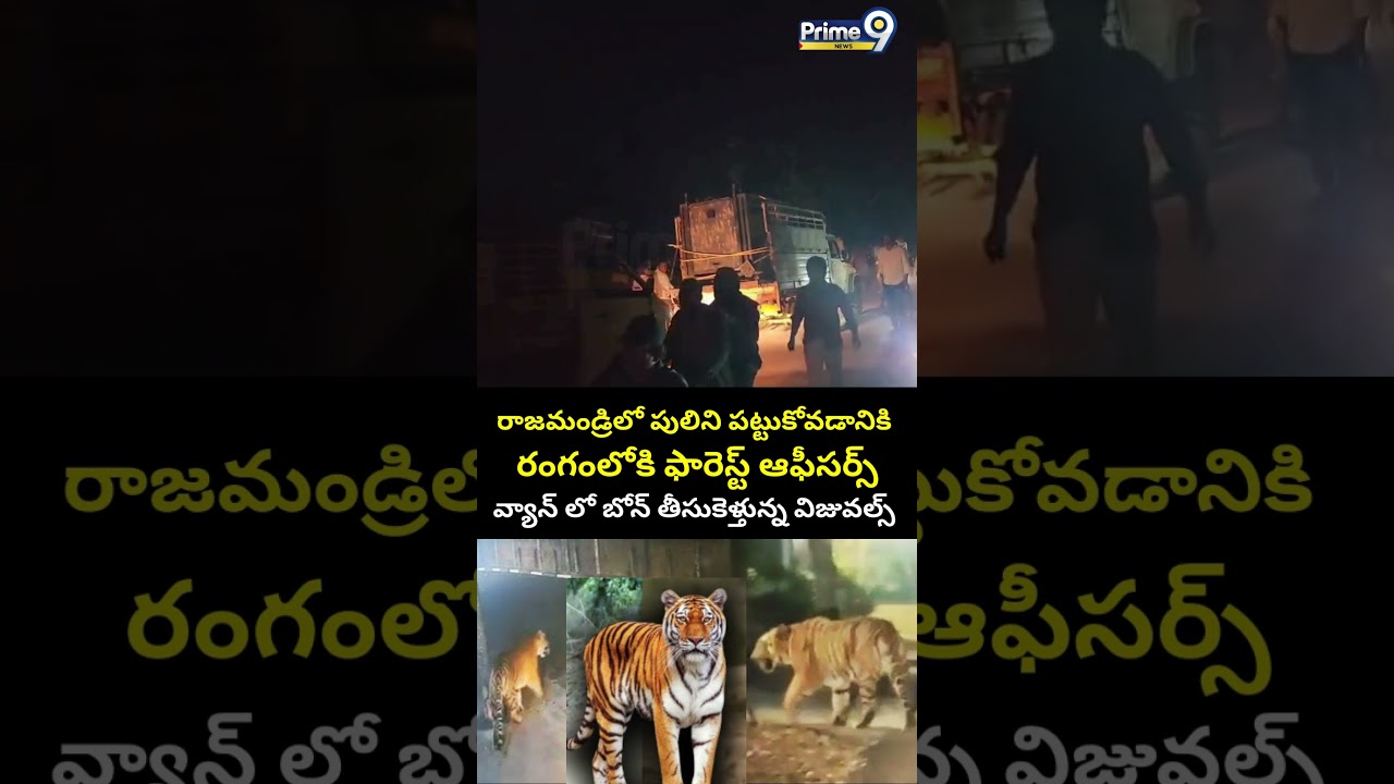 🐅Tiger Tension in Rajahmundry |రాజమండ్రిలో పులిని పట్టుకోవడానికి రంగంలోకి ఫారెస్ట్ ఆఫీసర్స్😱| Prime9