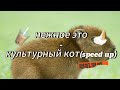 Нежное это - Культурный кот (Speed up) 1.5