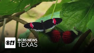 Erflies Return To Fort Worth Botanic Garden For Annual Spring Exhibit