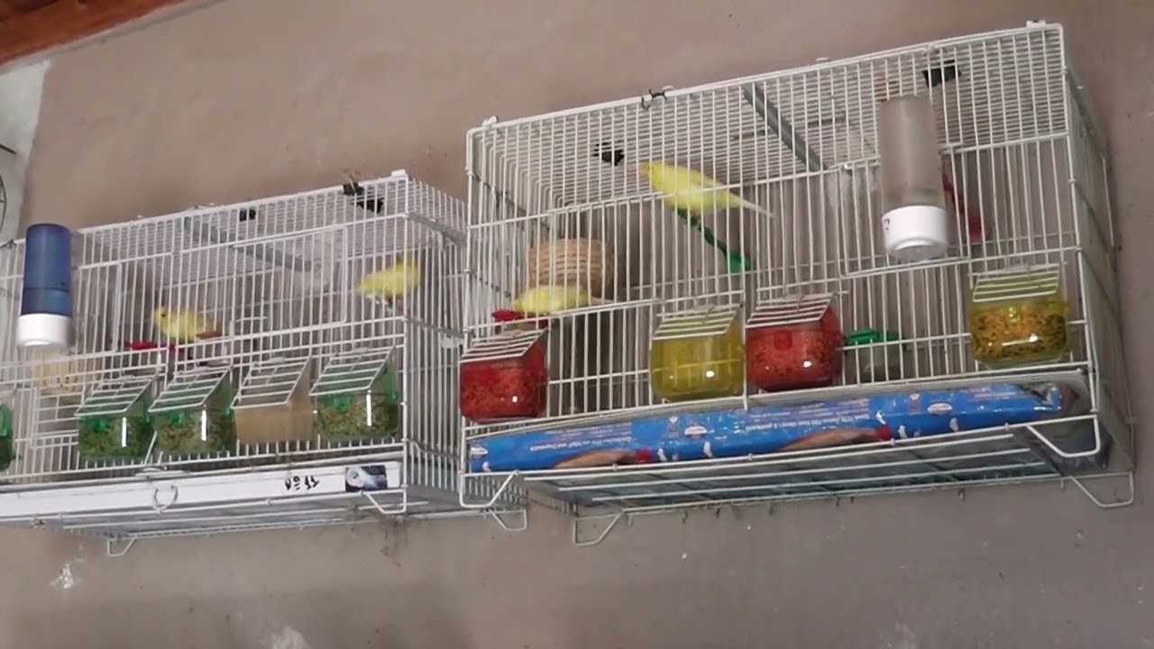 Harzer Roller canary & Malinois Waterslager -KIMMERIA-XANTHI-GREECE-kargios miltiadis