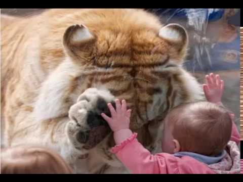 ზღაპარი \"ვეფხვის შვილობილი\"