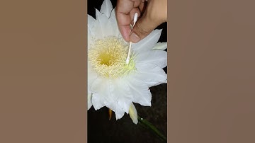 Thumbnail of Dragon fruit flower hand pollination #pollination #dragonfruit #flower #gardening
