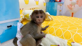 Baby monkey BoBo sleeping so cute ​​and true dreams