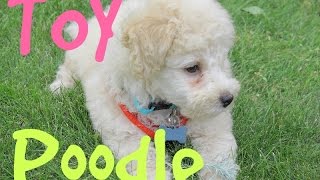 Cutest Toy Poodle Puppy In The World