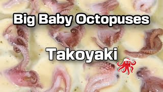 🐙Takoyaki With A Twist: Big Baby Octopuses /たこ焼き