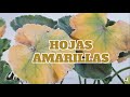 geranios hojas amarillas