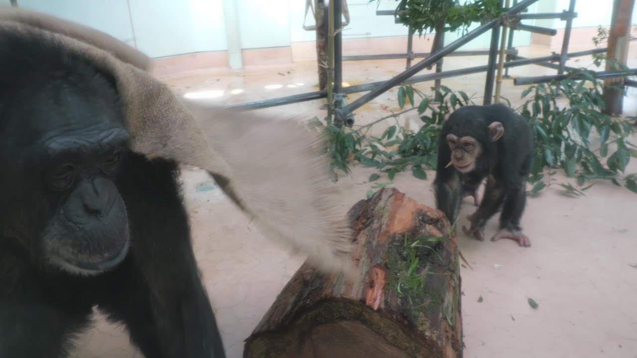 Ren's play never stops Kumamoto City Zoo, Chimpanzee, 202601 - YouTube