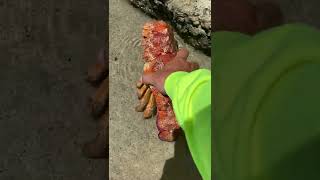 Hawaiian Slipper Lobster - The Rarest Lobster in the World! screenshot 4