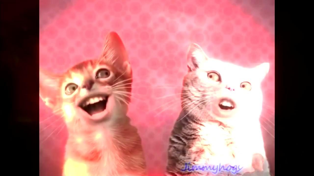 Preview 2 numa cat effects