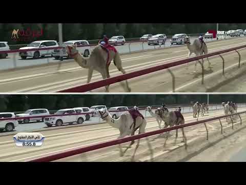 ش1 الشاهينية لـ هجن العاصفة غياث الهلالي ختامي المرموم 23 3 2024م كأس الثنايا بكار مفتوح 12 04 4