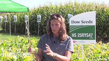 The Drought Effect on Soybeans