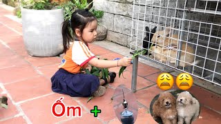 Làm xong nhà 🏠 mới cho bọn thỏ thì 2 bạn Xù lăn ra ốm nặng nguy kịch. Lo quá/ QUÝ RÒM