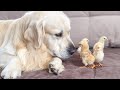 What does a Golden Retriever do when sees Baby Chicks の動画、YouTube動画。
