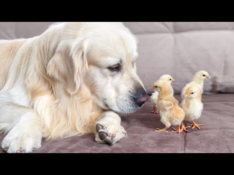 What does a Golden Retriever do when sees Baby Chicks