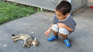 Berat Yavru Kedi Sakine ile Oynuyor