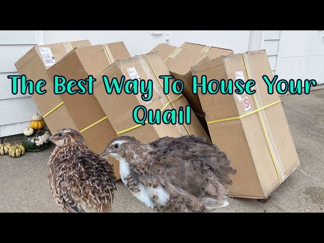 Best Quail Cage | Wynola Ranch 6 Tier Cage class=