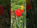 #COLOURFUL #bloom #spring #travel #seasonal #nature #videography #music