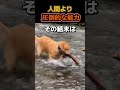 釣り人さん、犬に負けてますよ。