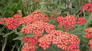 Achillea Millefolium Red Beauty