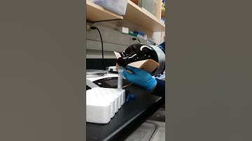 Tim, professional glycerol dispenser