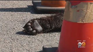 Severed Bear Paw Found Near Santa Clarita Car Dealership Parkway Cadillac Santa Clarita