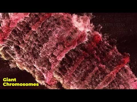 Vídeo: Diferencia Entre El Cromosoma Polytene Y Lampbrush