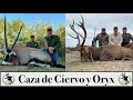 Caza de Ciervo Rojo y Oryx Gemsbok en Cinegética Los Ángeles