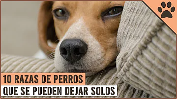 ¿Qué raza de perro se puede dejar sola durante unas horas?