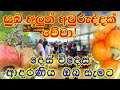 Suba nawa wasarak wewa oba siyaludenata| Sinhala and Tamil new year Wish | suba aluth awuruddak wewa