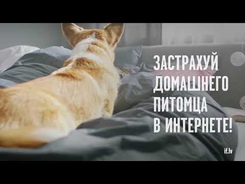 Видео: Страхование домашних животных: три личных опыта