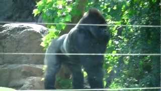 gorillas in  - gorilas en - gorilles dans le ( Loro Parque )