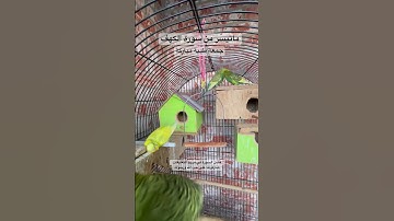 #سورة_الكهف #قرآن #محمود_علي_البنا #المصحف #مصر #اكسبلور #طيور #البادجي #quran #birds #budgies #usa