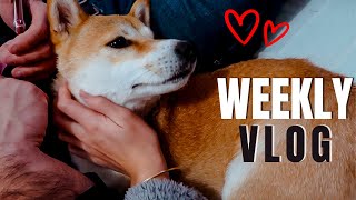 LES BONNES NOUVELLES S&#39;ENCHAINENT ! Weekly vlog