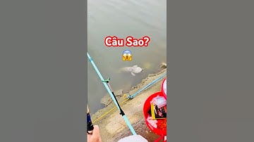 @cadacsan 🎣 Đi câu gặp con gì lạ quá nghe tiếng oa oa #fishing #câucá #cácóc? @bigfishvietnam