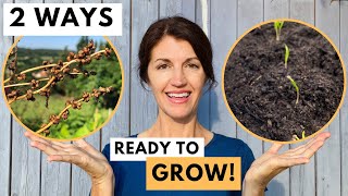 SPINACH SEEDS - 2 EASY Ways to Harvest Spinach Seeds!