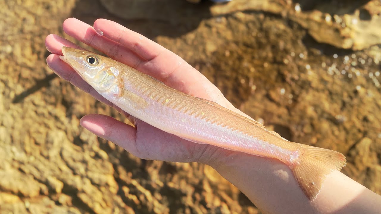 Рыбалка для приготовления лучшего суши.
