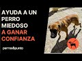 Ayuda a un perro miedoso a ganar confianza (caso real)