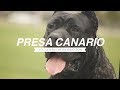 PRESA CANARIO A DOG LOVER'S INTRODUCTION