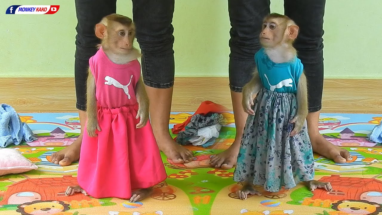 Cutie Baby Monkey Luna Walking And Wear New Beautiful Dresses Youtube