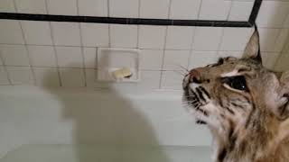 Pet Bobcat Playing In Bathtub Again