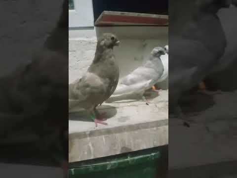 صغار حمام رافينو