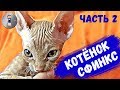 Котенок Сфинкс нашел дом! Часть 2. Приколы с котами продолжаются! Спиннер, как игрушка