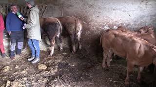 Entrevista a Pepín y Mari Carmen, ganaderos de Malleza (Salas) / El Campo de Asturias