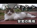 【メインクーン・マロ】庭でくつろぐ猫
