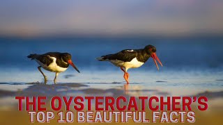 The Oystercatcher | Top 10 beautiful facts