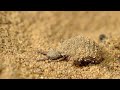 蚁狮，潜伏在沙底的可怕杀手，蚂蚁的噩梦！
