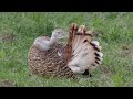 Großtrappen im Havelländischen Luch #Vogelbeobachtung #Wildvögel #birds #GreatBustard