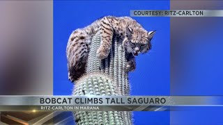 Bobcat climbs tall saguaro at Ritz-Carlton in Marana