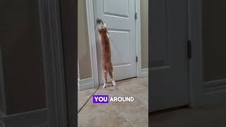 Your Cat Hates Closed Doors For A Reason 🚪🐱